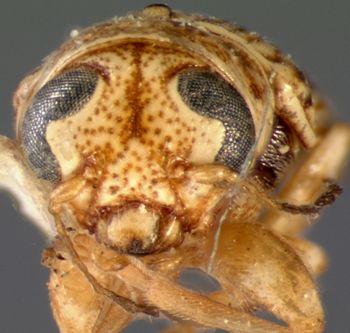 Media type: image; Entomology 8769   Aspect: head frontal view